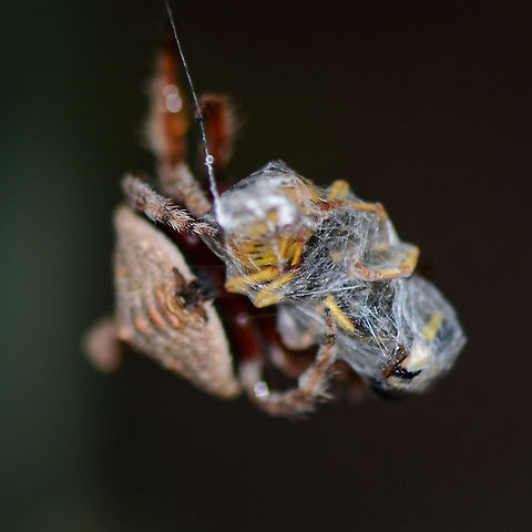 All Wrapped Up - Dolophones turrigera - Wrap Around Spider  Australia,Dolophones turrigera,Geotagged,Summer,Turreted Wrap Around Spider