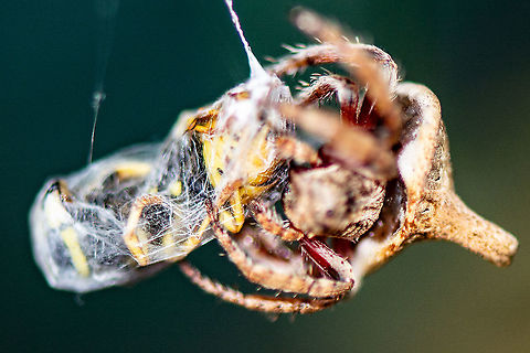 Turreted Assassin - Dolophones turrigera - Wrap Around Spider The upper surface of the abdomen has a turret more or less in the centre. The upper abdominal surface features round plates, each with a slit or line in the middle. The overall colour and appearance of this spider provides excellent camouflage when it is resting on a dead twig.
http://www.arachne.org.au/01_cms/details.asp?ID=2011 Australia,Dolophones turrigera,Geotagged,Summer,Turreted Wrap Around Spider