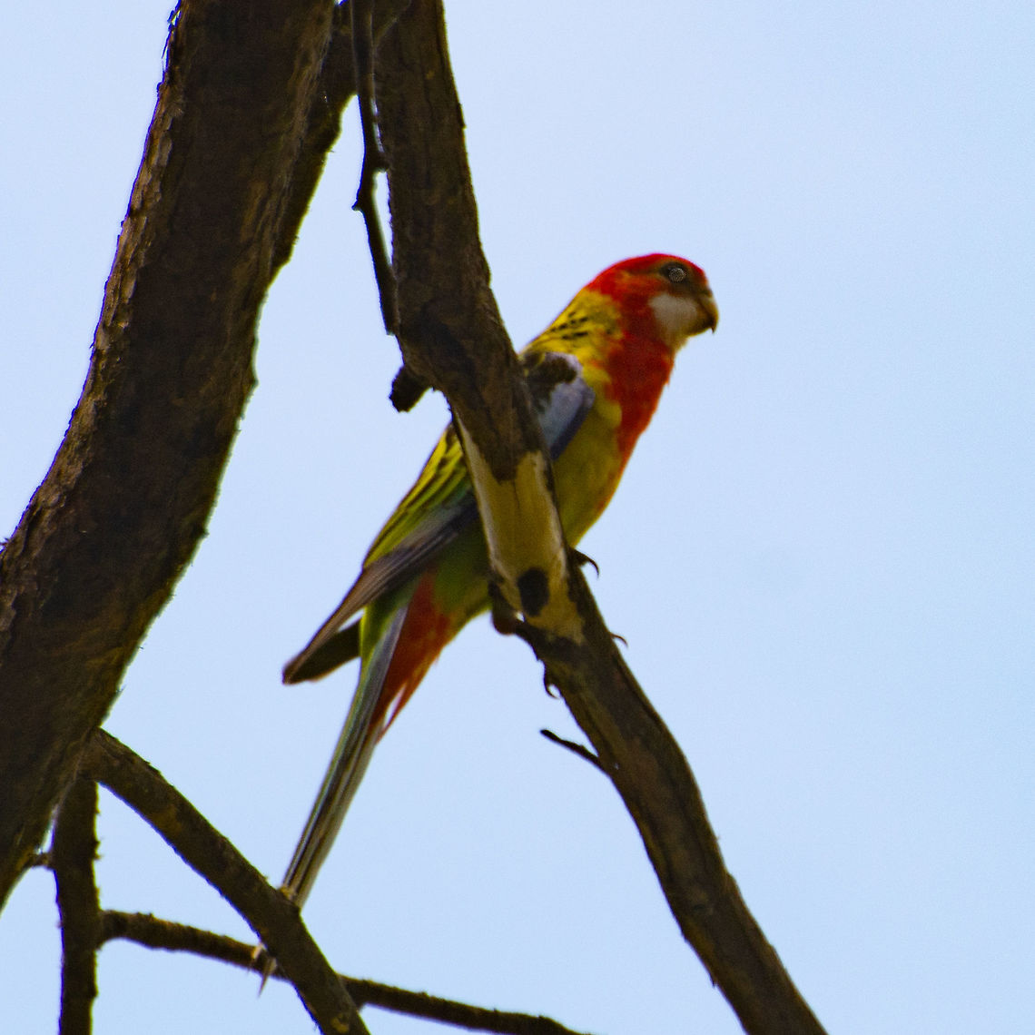 Eastern Rosella - Platycercus eximius  Australia,Eastern rosella,Geotagged,Platycercus eximius,Summer