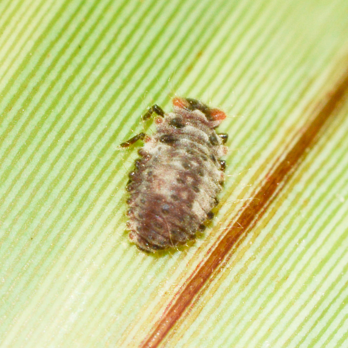 Ladybird Larvae ? - Another view  Australia,Geotagged,Summer