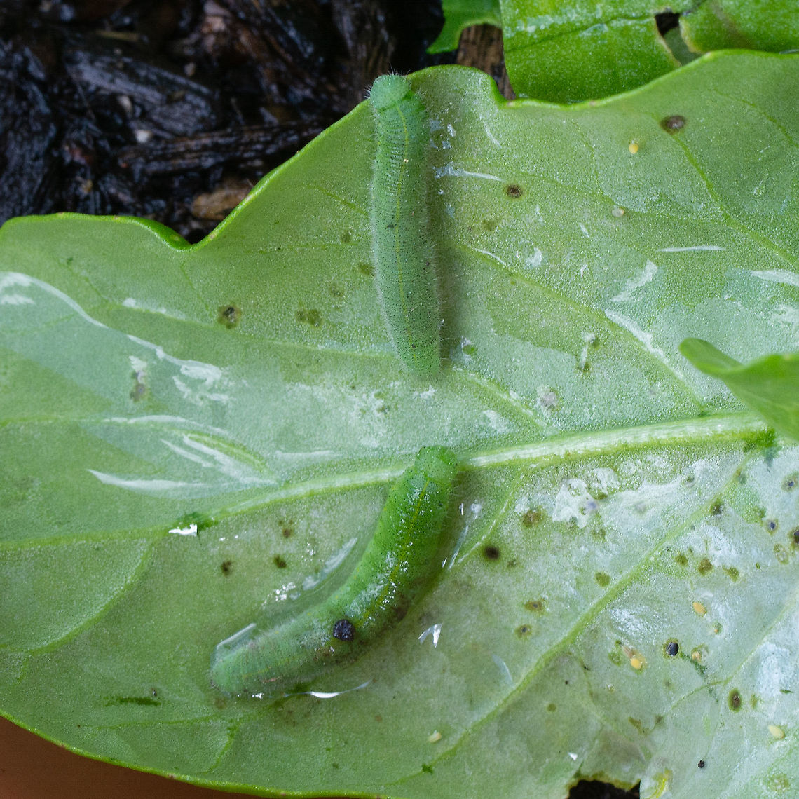 Pieris rapae caterpillar  Australia,Cabbage Moth,Geotagged,Mamestra brassicae,Pieris rapae,Small White,Summer