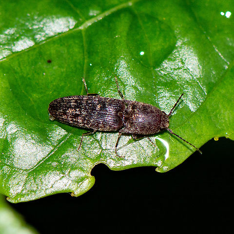 Click Beetle - Elateridae family  - Conoderus tabidus ?  Australia,Geotagged,Summer