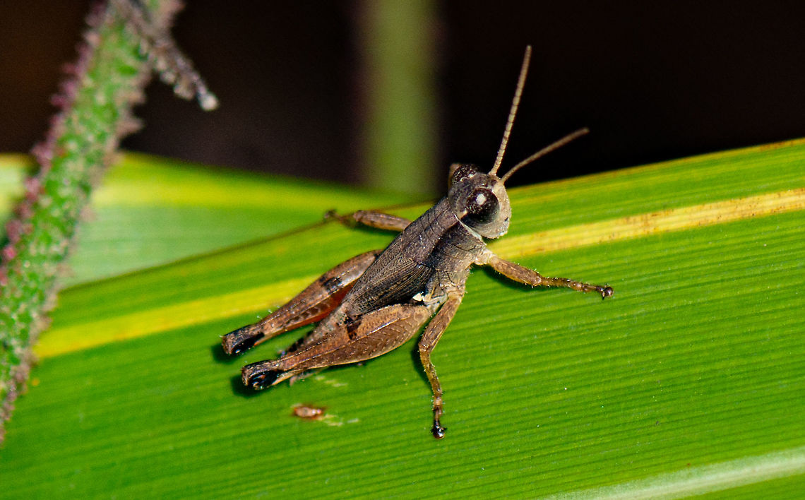 Hopping Cutie - Phaulacridium vittatum - Wingless Grasshopper ?  Australia,Geotagged,Phaulacridium vittatum,Summer