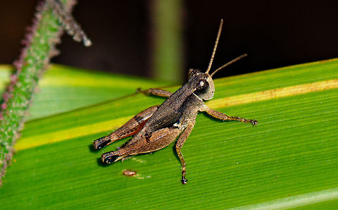 Hopping Cutie - Phaulacridium vittatum - Wingless Grasshopper ?  Australia,Geotagged,Phaulacridium vittatum,Summer
