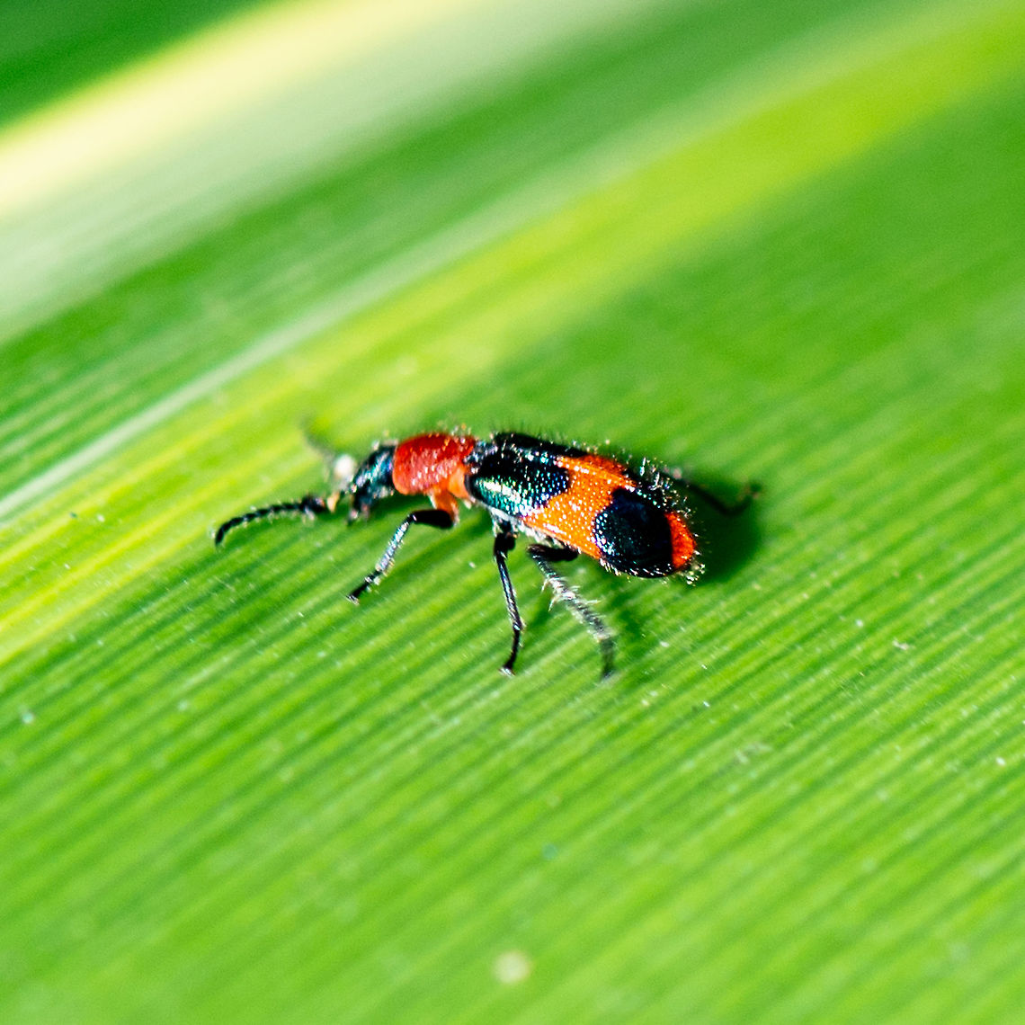 Soft Winged Flower Beetle - Dicranolaius bellulus The beetle is bright red in colour with four metallic blue spots on the elytra.<br />
This species of beetles are partly predacious. They search over plants during the day. They eat eggs, larvae and other slow-moving insects. <br />
<a href="http://www.brisbaneinsects.com/brisbane_beetles/RedAndBlueBeetle.htm" rel="nofollow">http://www.brisbaneinsects.com/brisbane_beetles/RedAndBlueBeetle.htm</a> Australia,Dicranolaius bellulus,Geotagged,Red and Blue Beetle,Summer