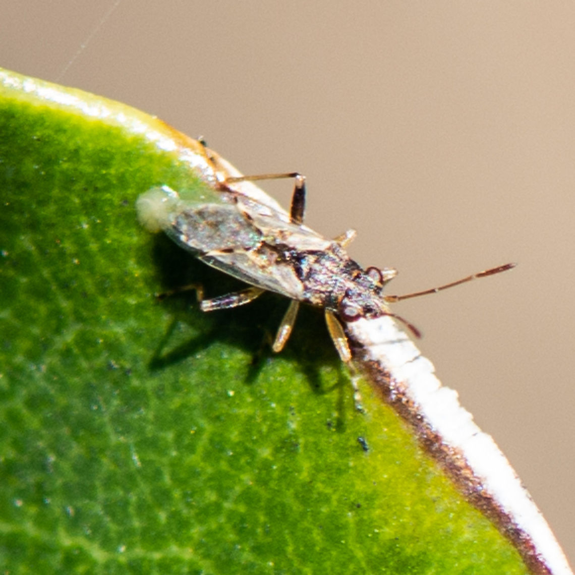 Nysius vinitor Making a deposit. Australia,Geotagged,Nysiini,Nysius,Nysius vinitor,Orsillinae,Rutherglen Bug,Summer