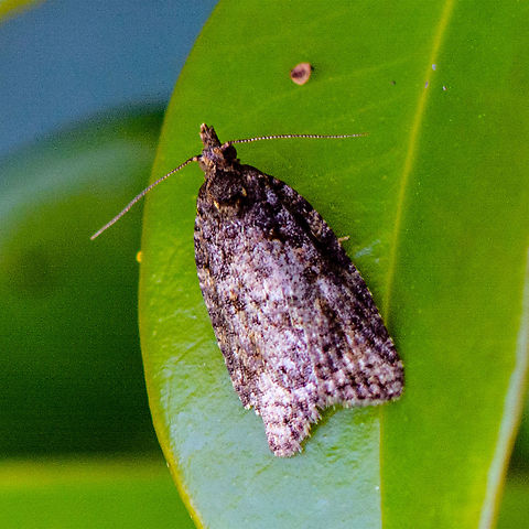 Moth - Capua  Australia,Capua intractana,Geotagged,Spectrotrota,Spectrotrota fimbrialis,Summer