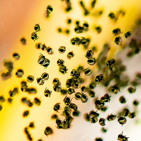 Spiderlings - Plebs Eburnus ?  Australia,Eastern Grass Orb-weaver,Geotagged,Plebs eburnus,Summer