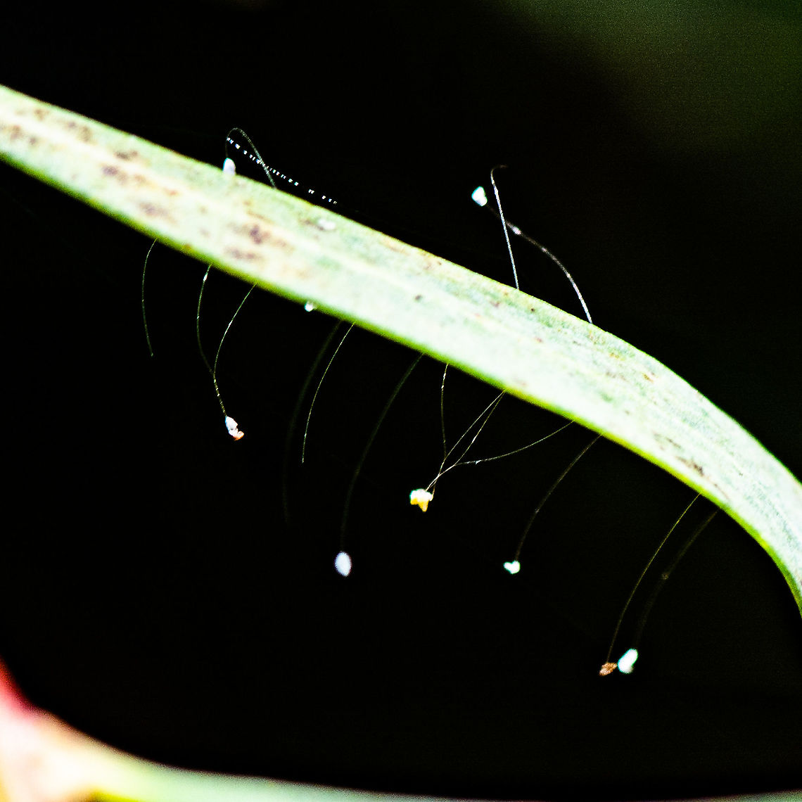 Lacewing Eggs? Always Wondered what these are. Are they Lacewing Eggs Australia,Geotagged,Summer