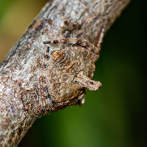 Great Camouflage - Wrap around spider - Dolophones turrigera Spotted in a hakea Australia,Dolophones turrigera,Geotagged,Summer,Turreted Wrap Around Spider