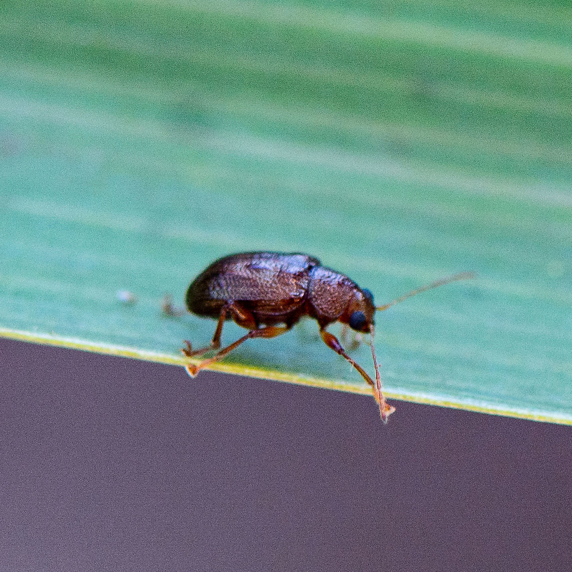 Beetle  Australia,Drugstore beetle,Geotagged,Stegobium paniceum,Summer