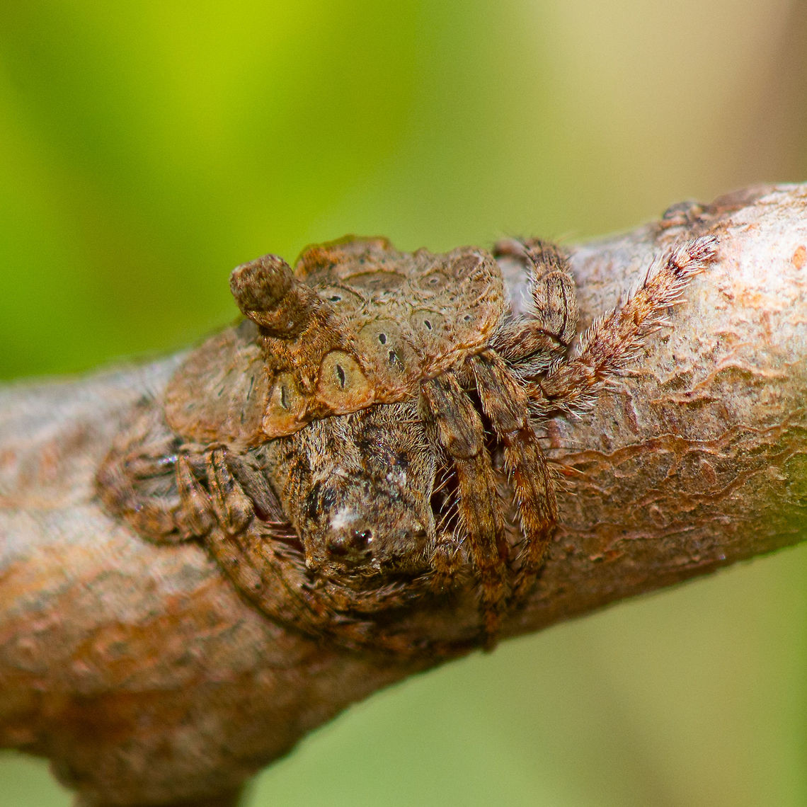 Wraparound Spider Front View - Dolophones turrigera The upper surface of the abdomen has a turret more or less in the centre. The upper abdominal surface features round plates, each with a slit or line in the middle. The overall colour and appearance of this spider provides excellent camouflage when it is resting on a dead twig.<br />
<a href="http://www.arachne.org.au/01_cms/details.asp?ID=2011" rel="nofollow">http://www.arachne.org.au/01_cms/details.asp?ID=2011</a> Australia,Dolophones turrigera,Geotagged,Summer,Turreted Wrap Around Spider