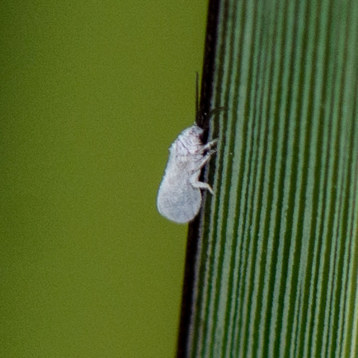 A white visitor - Coniopterygidae The dustywings, Coniopterygidae, are a family of Pterygota (winged insects) of the net-winged insect order (Neuroptera). About 460 living species are known.[1] These tiny insects can usually be determined to genus with a hand lens according to their wing venation, but to distinguish species, examination of the genitals by microscope is usually necessary.  Australia,Geotagged,Summer