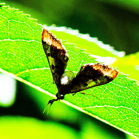 Moth - Poroporo fruit borer - Leucinodes cordalis ?  Australia,Eggfruit caterpillar,Geotagged,Leucinodes cordalis,Summer