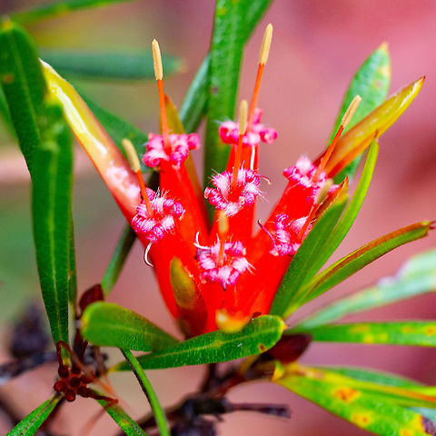 Mountain Devil - Lambertia formosa Lambertia formosa is the only species in the genus to occur in eastern Australia. It is a small to medium shrub, often no more than a metre or so high but sometimes reaching 2 metres. It has stiff, linear-shaped leaves 0.3 mm wide by about 50 mm long with a sharp tip. The red, tubular-shaped flowers occur at the ends of the branches in groups of 7, each cluster being about 50 mm in length. Flowering usually occurs in winter and spring but some flowers are often present at other times of the year. The flowers contain nectar and a frequented by honey eating birds.

After flowering, small, horned seed capsules develop and these give rise to the common name of "mountain devil". However, the species is not confined to mountain areas and is often seen in bushland throughout the Sydney region including coastal heaths. Each seed capsule contains 2 seeds. http://anpsa.org.au/l-form.html Australia,Geotagged,Lambertia formosa,Mountain devil,Summer