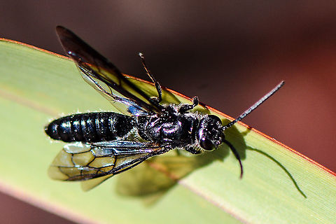 Wasp  Australia,Geotagged,Summer