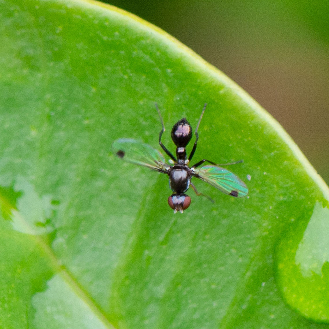 Ant Fly - Parapalaeosepsis plebeia This small fly is ant-like and black in colour. Its wings are clear and have a small dark spot on wing near apex. They have the habit of continuously waving the wings when at rest. <br />
<a href="https://brisbaneinsects.com/brisbane_acalyptrata/AntFlyI.htm" rel="nofollow">https://brisbaneinsects.com/brisbane_acalyptrata/AntFlyI.htm</a> Australia,Geotagged,Parapalaeosepsis plebeia,Summer