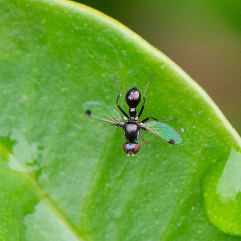 Ant Fly - Parapalaeosepsis plebeia This small fly is ant-like and black in colour. Its wings are clear and have a small dark spot on wing near apex. They have the habit of continuously waving the wings when at rest. 
https://brisbaneinsects.com/brisbane_acalyptrata/AntFlyI.htm Australia,Geotagged,Parapalaeosepsis plebeia,Summer