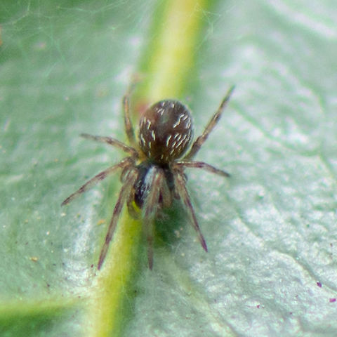 White Markings - searching searching searching!  Australia,Geotagged,Summer