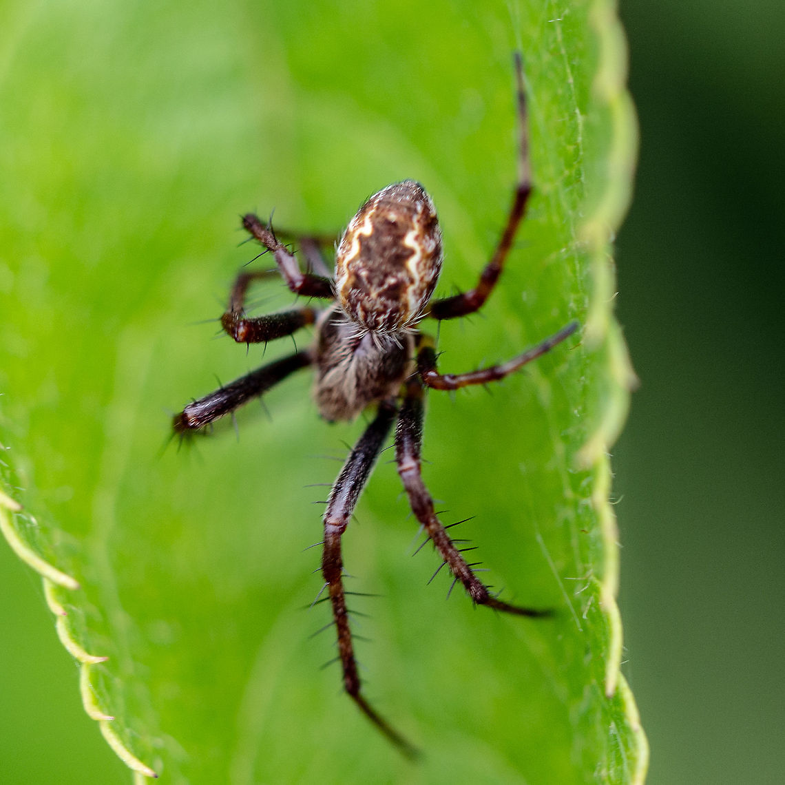 Bush Orb Spider - Plebs Eburnus  Australia,Eastern Grass Orb-weaver,Geotagged,Plebs eburnus,Summer