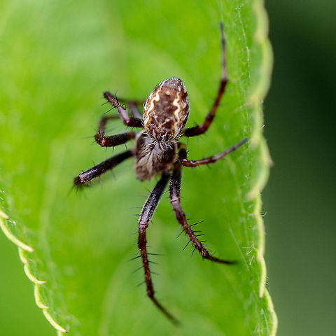 Bush Orb Spider - Plebs Eburnus  Australia,Eastern Grass Orb-weaver,Geotagged,Plebs eburnus,Summer