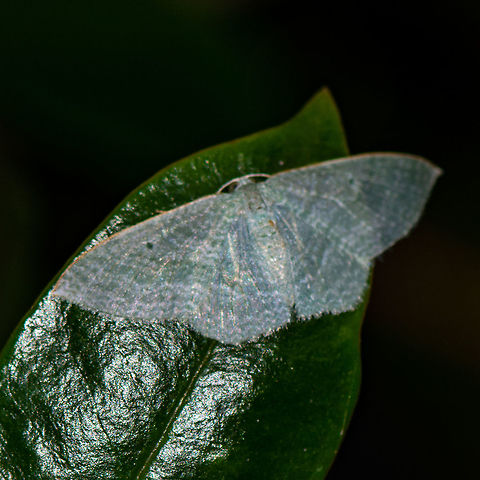 White Transparent - Poecilasthena pulchraria - Australian Cranberry Moth  Australia,Geotagged,Poecilasthena pulchraria,Summer