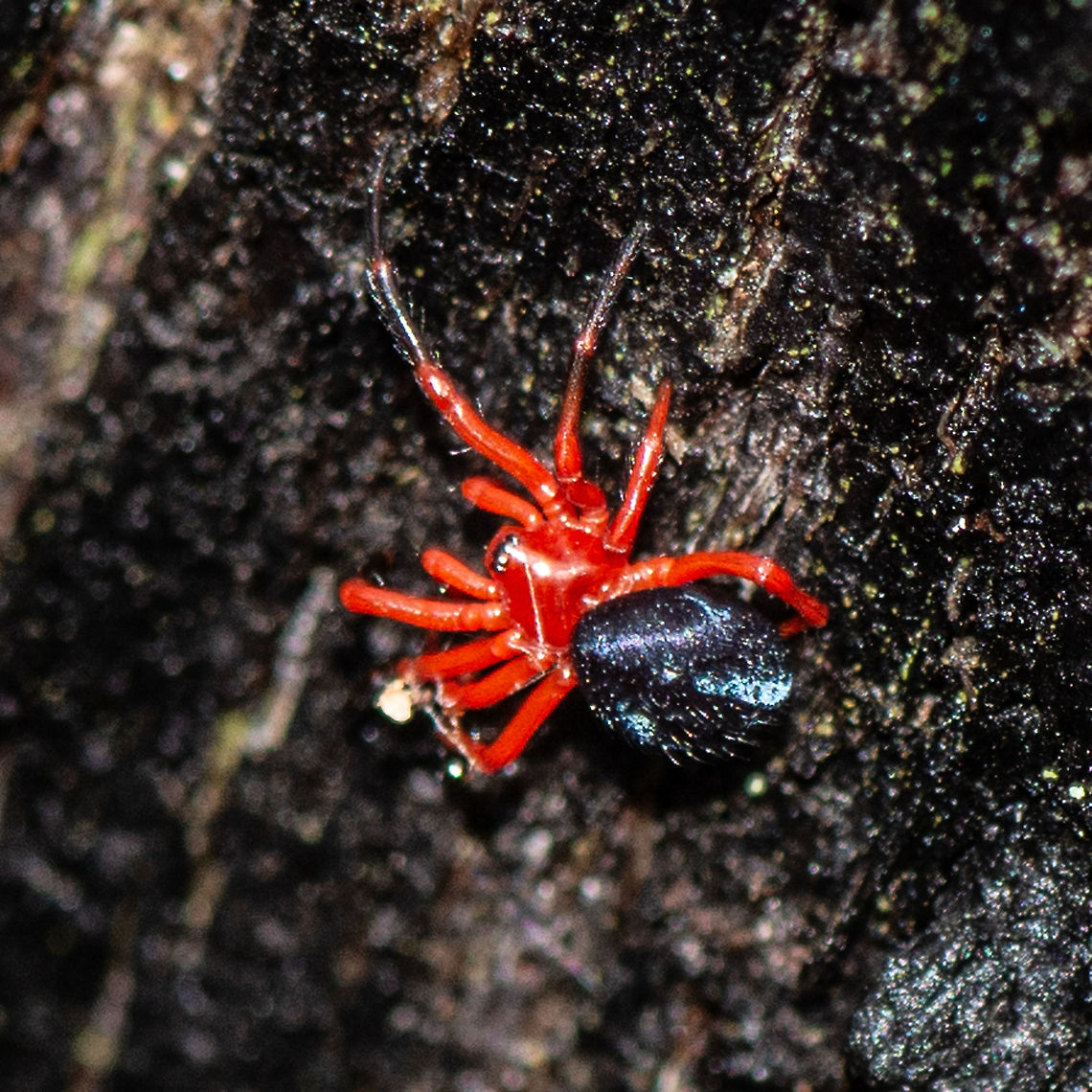 Pretty in Red - Nicodamidae - Novodamus nodatus Set upon a charred tree of last year&#039;s bushfires. Australia,Geotagged,Novodamus nodatus,Summer,Tasmanian Red-and-black Spider