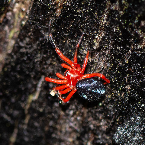 Tasmanian Red-and-black Spider
