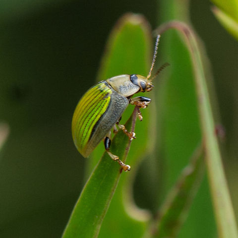 Paropsisterna hectica Found in wet, windy and often cold heathland Australia,Geotagged,Paropsisterna hectica,Summer