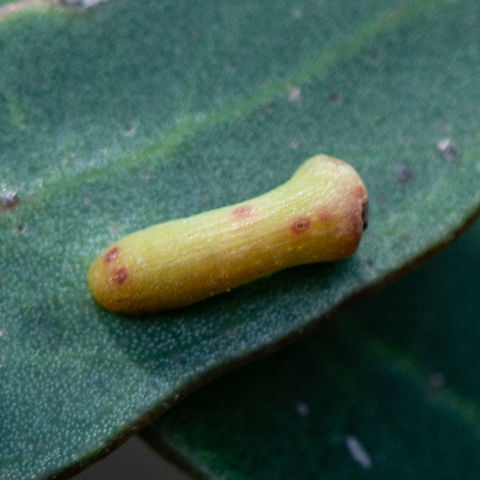 Under a gum leaf  Australia,Geotagged,Summer