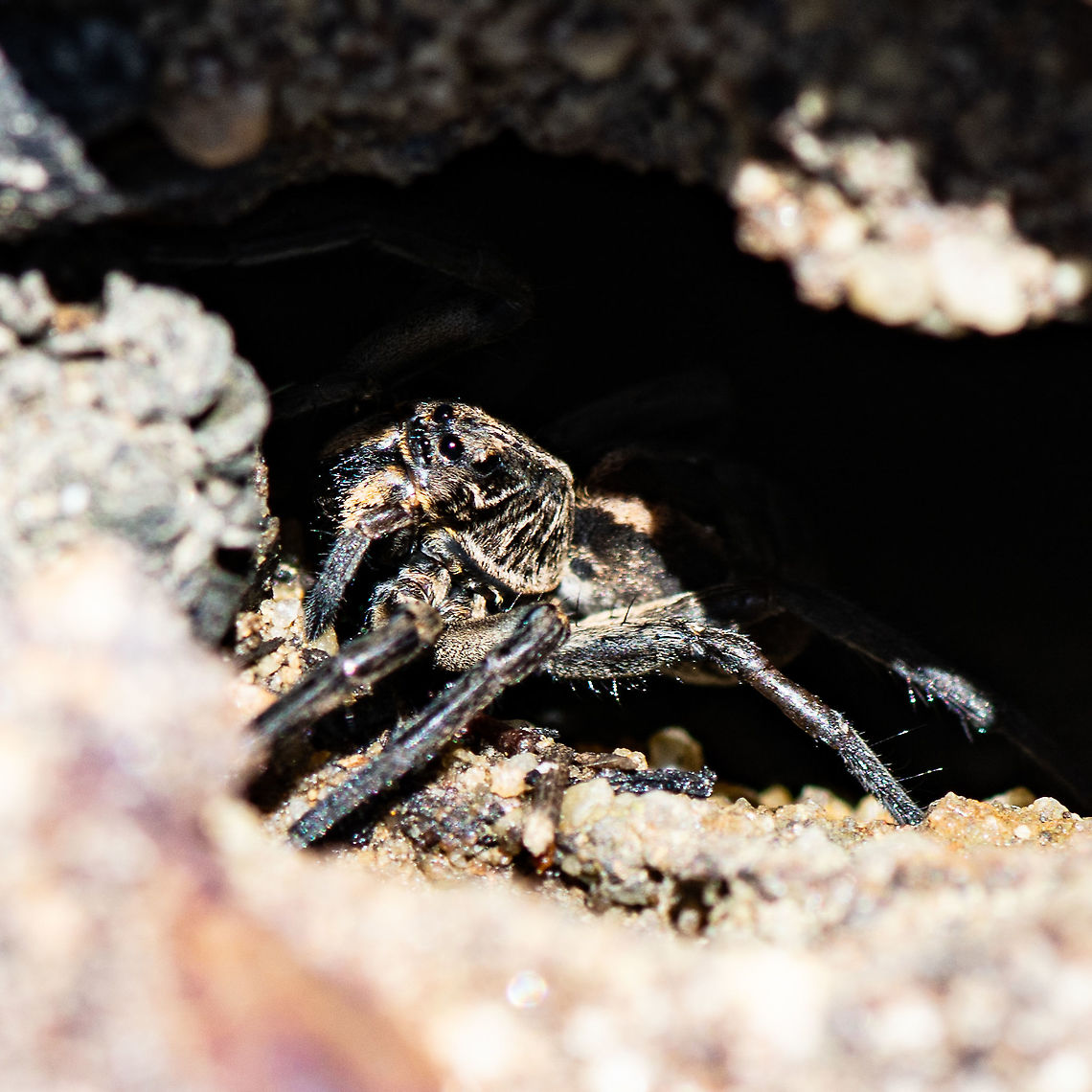 Dark Spider - Wolf Spider In A Sandstone Rock Hole Australia,Geotagged,Summer