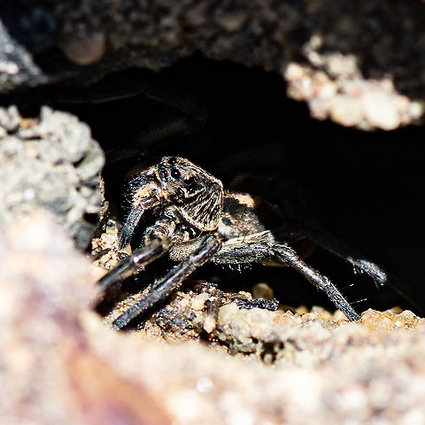 Dark Spider - Wolf Spider In A Sandstone Rock Hole Australia,Geotagged,Summer