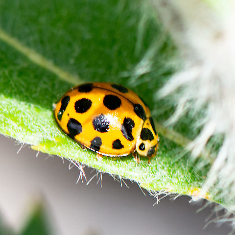Ladybird - Harmonia conformis  Australia,Geotagged,Harmonia conformis,Harmonica conformis,Summer