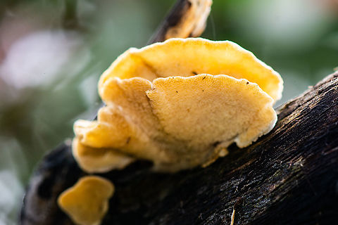 Tree Fungus - Ghost fungus?  Australia,Geotagged,Summer