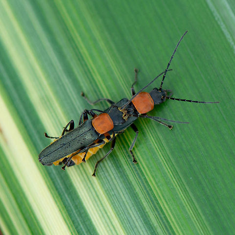 Mating Scene - Soldier Beetle - Chauliognathus tricolor  Australia,Chauliognathus tricolor,Geotagged,Summer,Tricolor Soldier Beetle