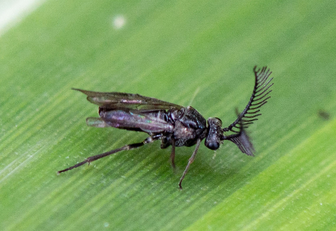 Sawfly - Polyclonus atratus  Australia,Geotagged,Polyclonus atratus,Summer