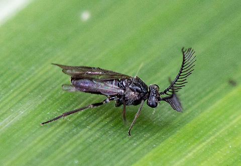 Sawfly - Polyclonus atratus  Australia,Geotagged,Polyclonus atratus,Summer