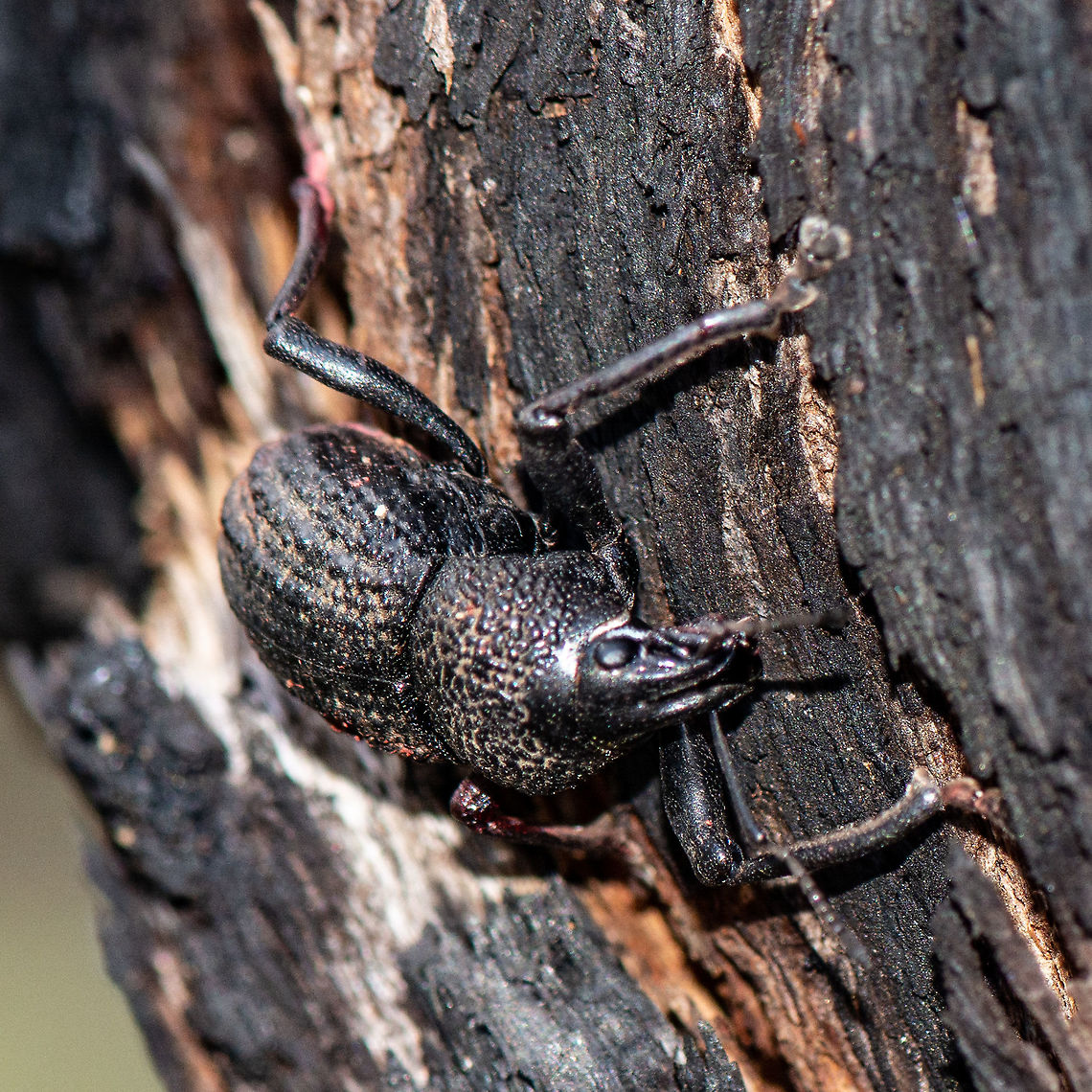 Black Gum Tree Weevil - Scotasmus parvicornis  Australia,Black Gum Tree Weevil,Geotagged,Scotasmus parvicornis,Summer
