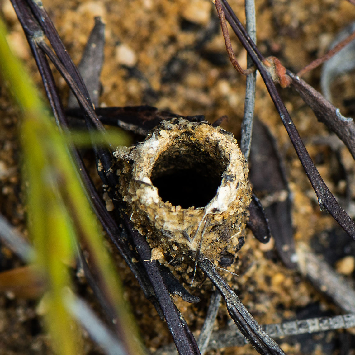 Who lives here ? Are there legs wrapped around it?  Australia,Geotagged,Summer