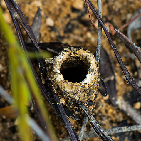 Who lives here ? Are there legs wrapped around it?  Australia,Geotagged,Summer