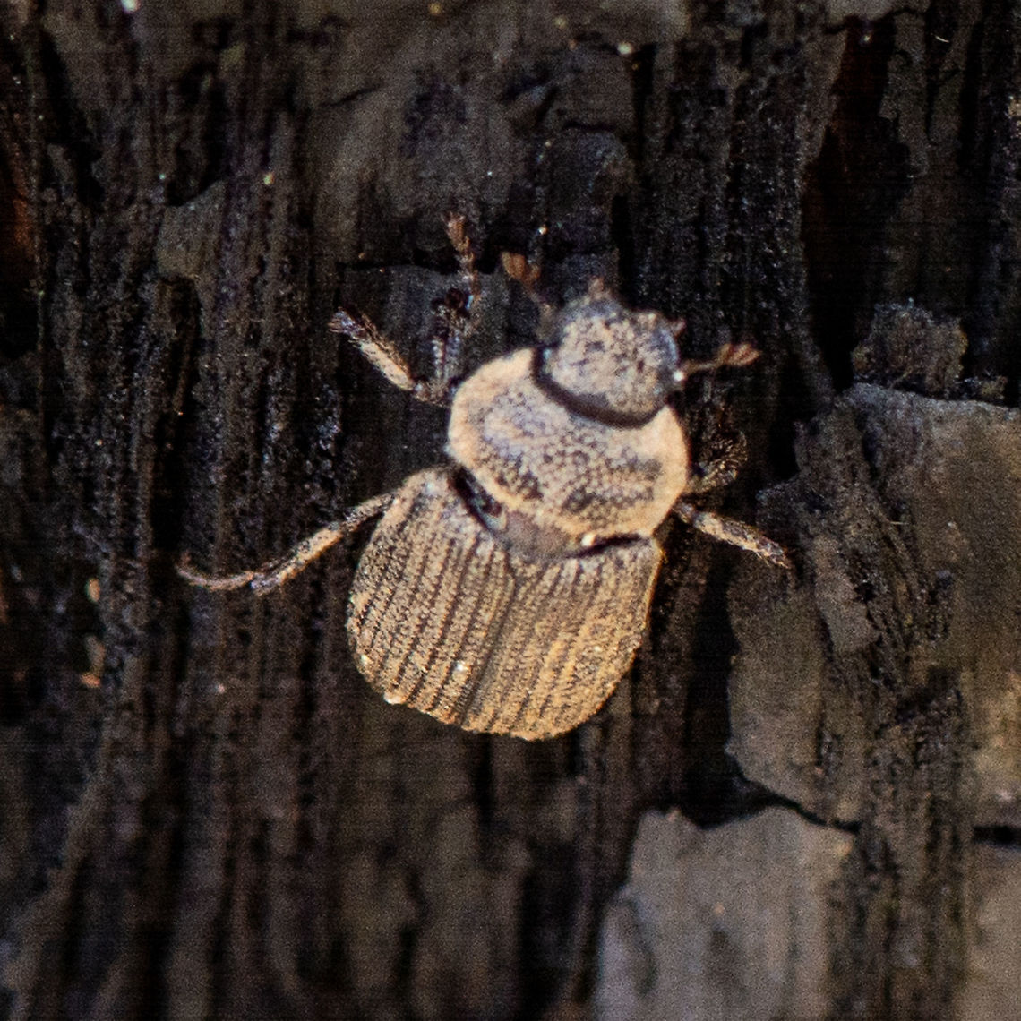 Beetle - Scarabaeoidea  Australia,Geotagged,Summer