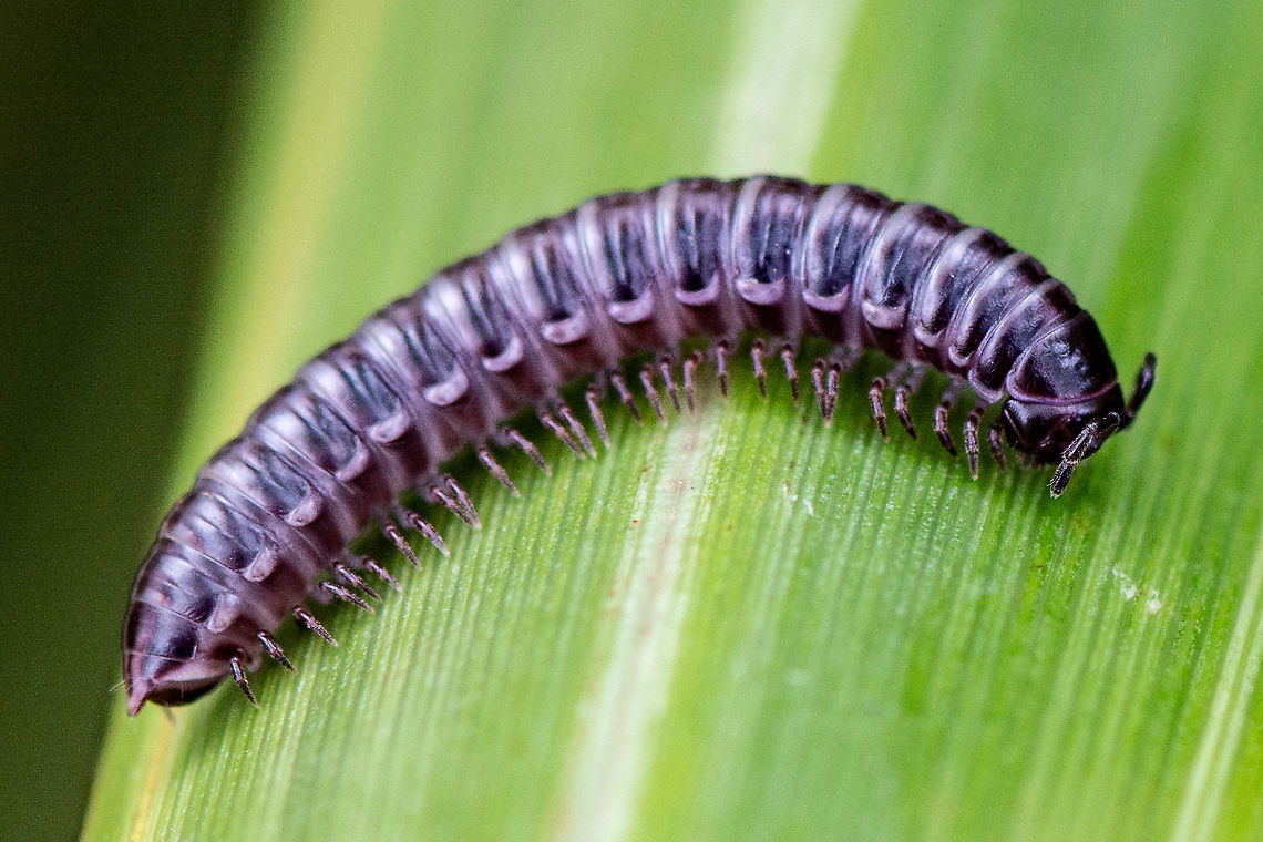 Millipede - Cladethosoma trilineatum Centipedes and millipedes are myriapods, meaning &#039;many pairs of legs&#039;. They are all terrestrial and have a segmented body, one pair of antennae and breathing holes called spiracles.Millipedes have 2 pairs of legs on each segment Australia,Cladethosoma trilineatum,Geotagged,Summer