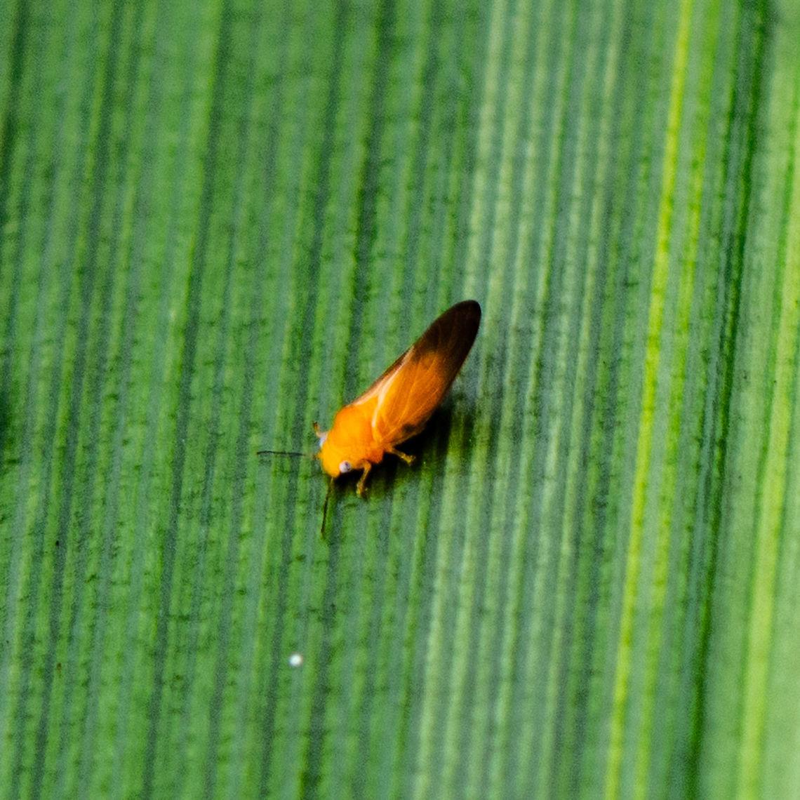 A Psyllid (Psylloidea)  Australia,Bothrogonia addita,Eucalyptolyma maideni,Geotagged,Orange Sharpshooter,Spotted Gum Lerp Psyllid,Summer