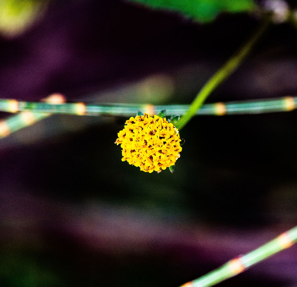 Yellow Billy Button flower head - Craspedia glauca ?  Australia,Craspedia glauca,Geotagged,Summer
