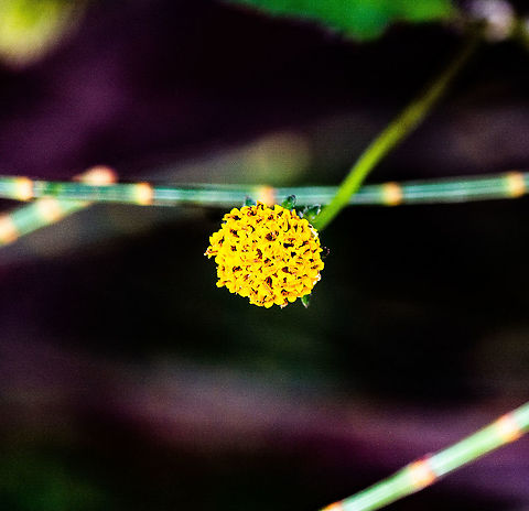 Yellow Billy Button flower head - Craspedia glauca ?  Australia,Craspedia glauca,Geotagged,Summer