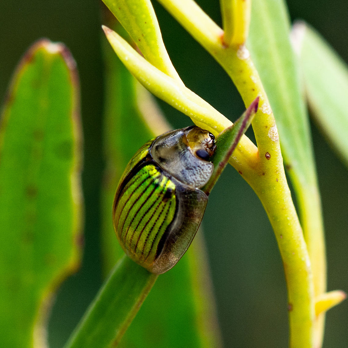 Paropsisterna hectica Metallic green. What a wonderful product of Gaia Australia,Geotagged,Paropsisterna hectica,Summer