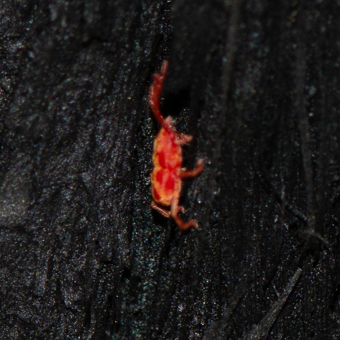 Totally Red Minute Spider Mite ?  Australia,Geotagged,Summer,Tetranychus urticae