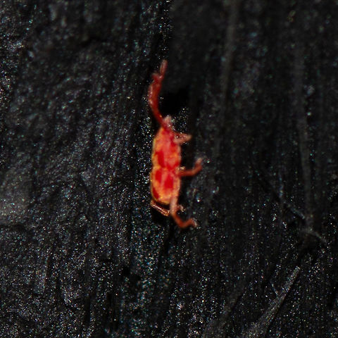 Totally Red Minute Spider Mite ?  Australia,Geotagged,Summer,Tetranychus urticae