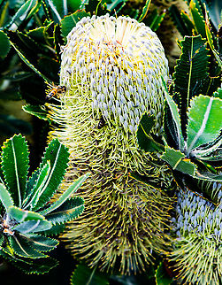 Bee Attracting Banksia - Banksia Serrata ? Banksia serrata is a small to medium sized tree with a single trunk, cork-like bark and deep green foliage. It is usually a gnarly looking tree. Leaf margins are serrated with lobes between 1 mm and 3 mm deep. It produces silvery grey flower spikes and cones. This species can generate well after bush fire due to its ability to store energy. Australia,Banksia serrata,Geotagged,Saw banksia,Summer