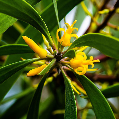 Australian Colour - Soft Geebung - Persoonia Mollis Strikingly yellow Australia,Geotagged,Persoonia mollis,Soft geebung,Summer